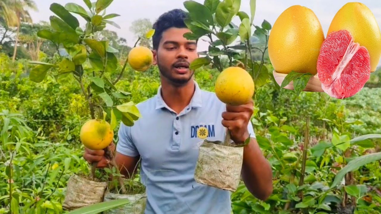 wholesale fruit plant nursery | Fruit plant nursery in kolkata | 7029847107