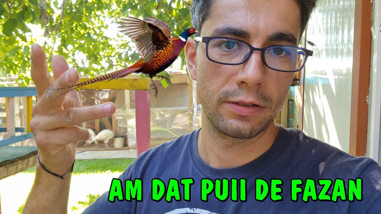 Viața la țară - Am dat fazanii + A murit iepuroiul bolnav