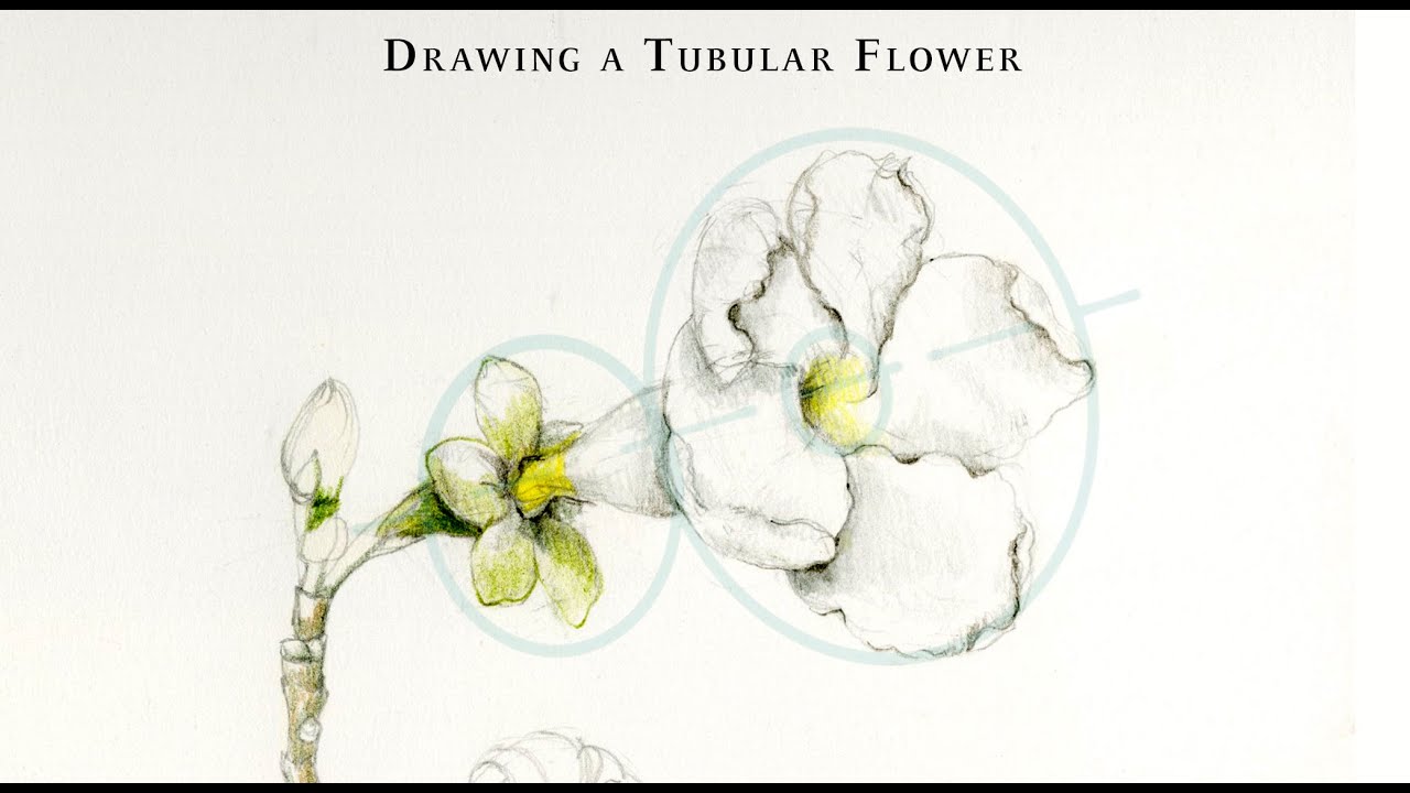 Drawing a Tubular White Flower