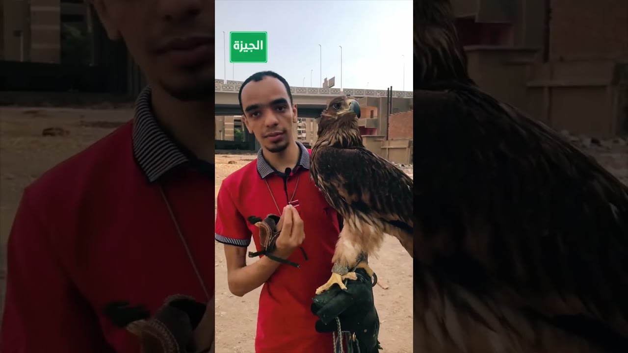 تدريب العقاب🦅🤍✨