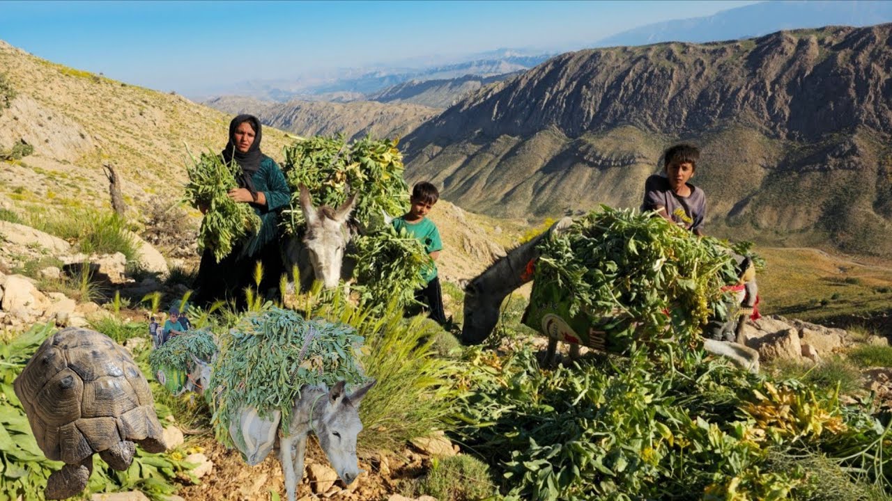 🏔️ Nomadic life in Zagros | Gathering grass and covering nomadic capers