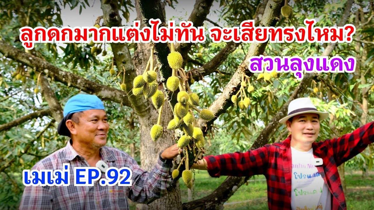 #กวินบินได้ EP.547 #ลุงแดง ลูกดกมากแต่งไม่ทัน จะเสียทรงไหม #เมเม่ EP.92