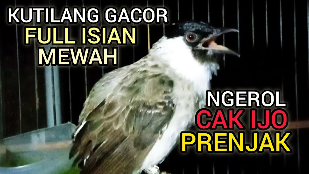 Kutilang Gacor FULL ISIAN MEWAH Ngerol Ropel Panjang paling istimewa untuk masteran kutilang