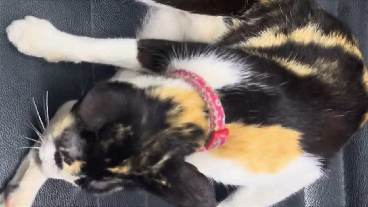 A little his face is cute and mother cat is cute too 😍. #cat #mothercat # littlecat#cut#funny 