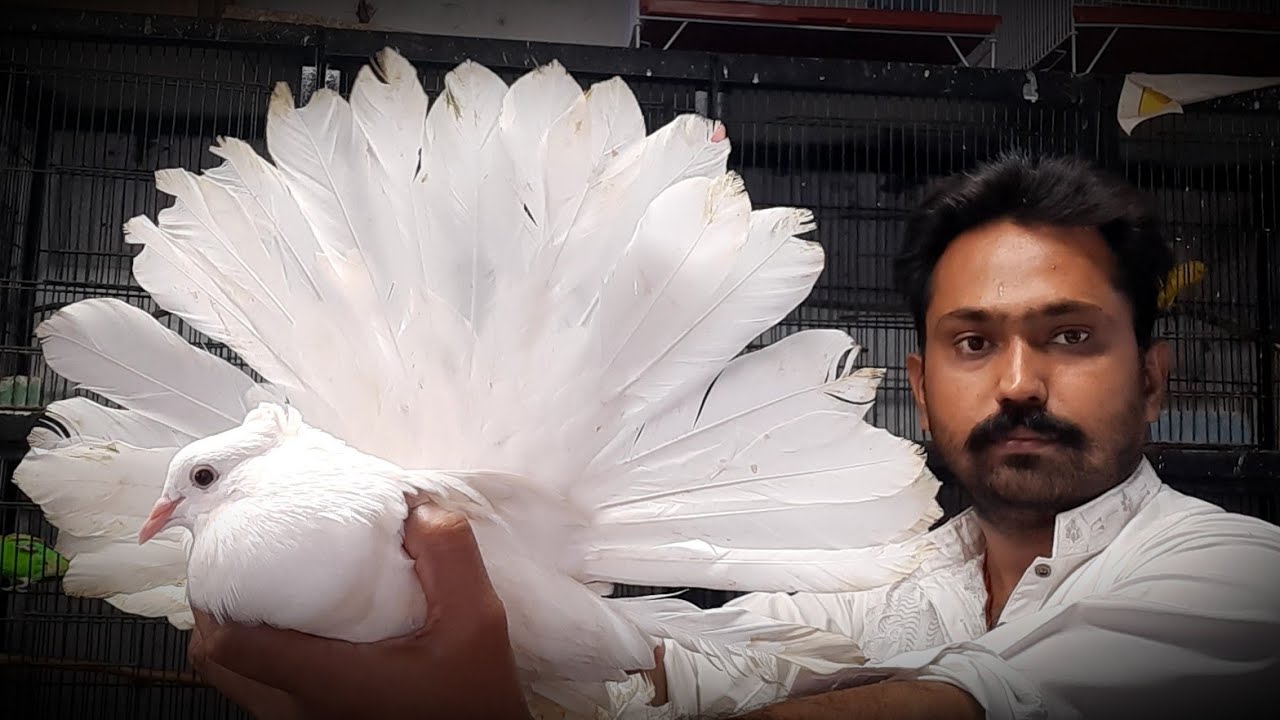 American & Indian fan tail different//Pigeon farming