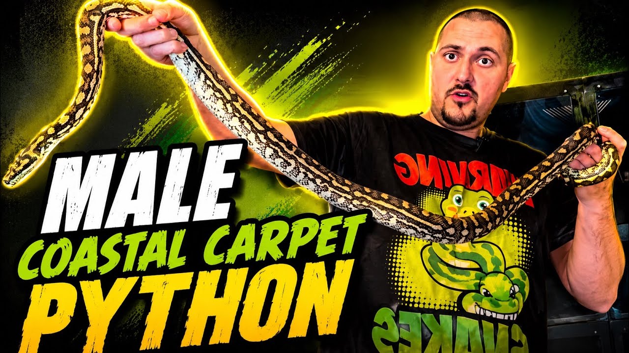 3.5 Year Old Male Coastal Carpet Python - Smilie! Size Update & Are Carpet Pythons good Pets?