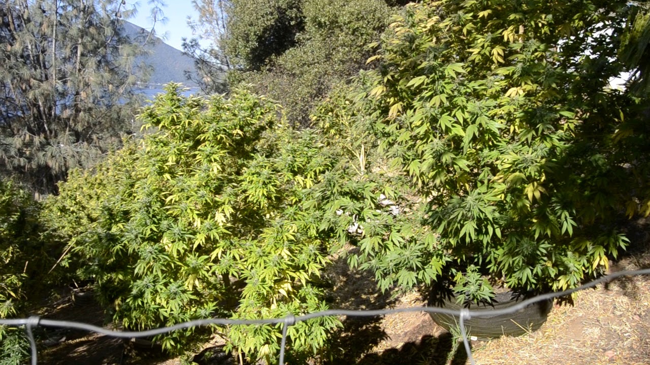 almost harvest time 2018 northern California outdoor grow