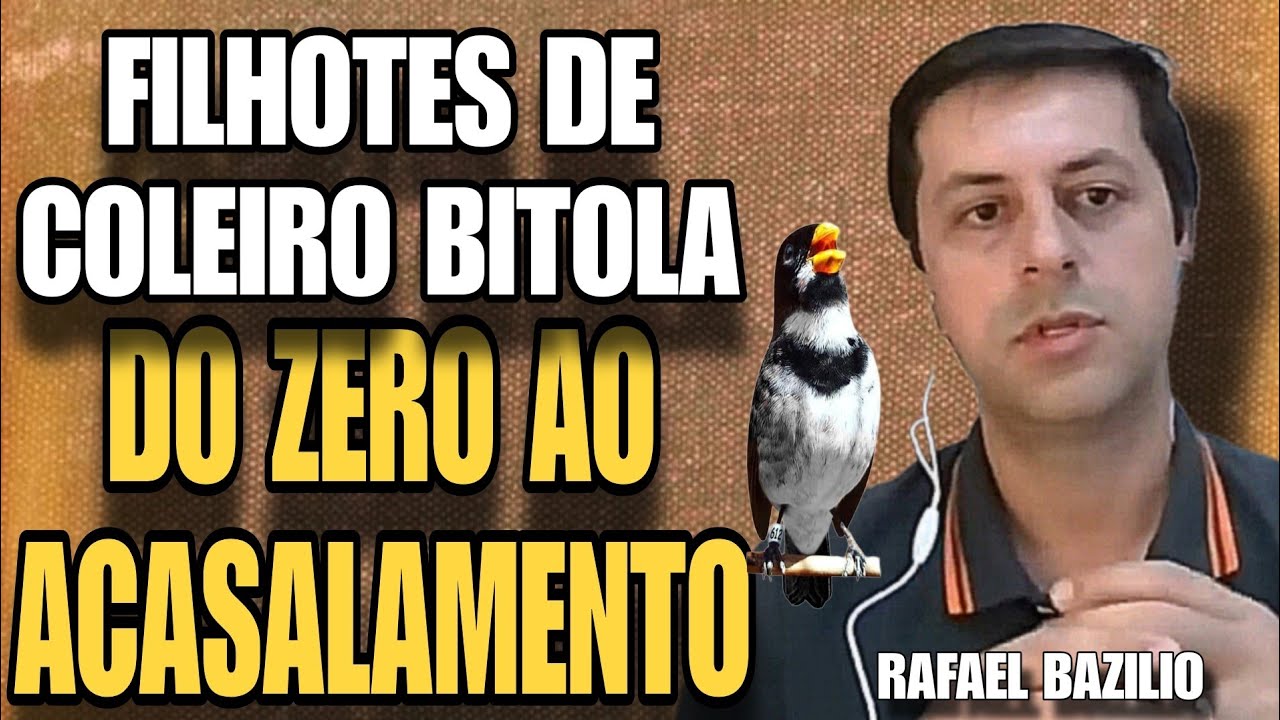 ASSIM é o MANEJO dos pardos BITOLA do RAFAEL!