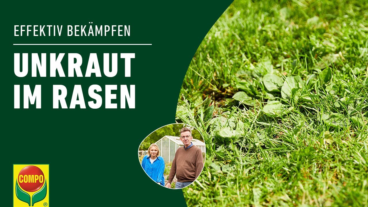 Unkraut im Rasen entfernen - so geht's! | COMPO