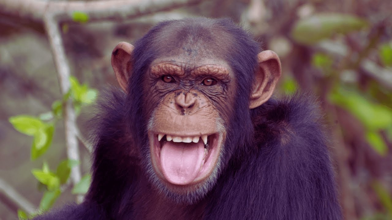 Chimpanzees: Smart, Chaotic, and Hilarious – What You Didn't Know 🙊
