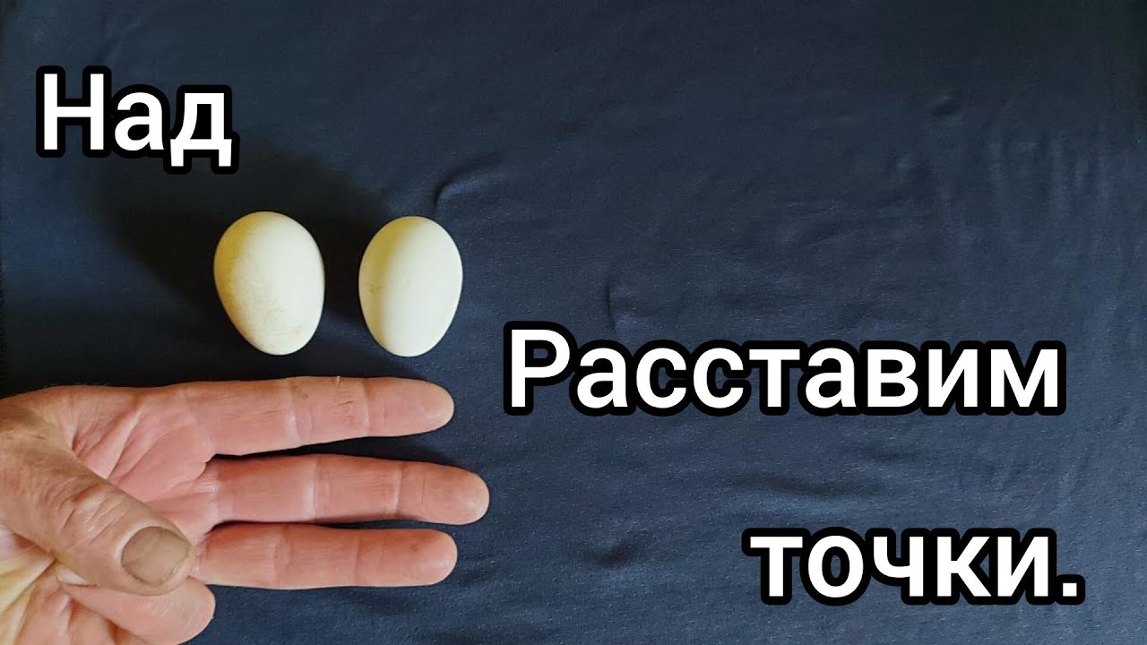 Пушкинские куры в вопросах и ответах! Часть 1.