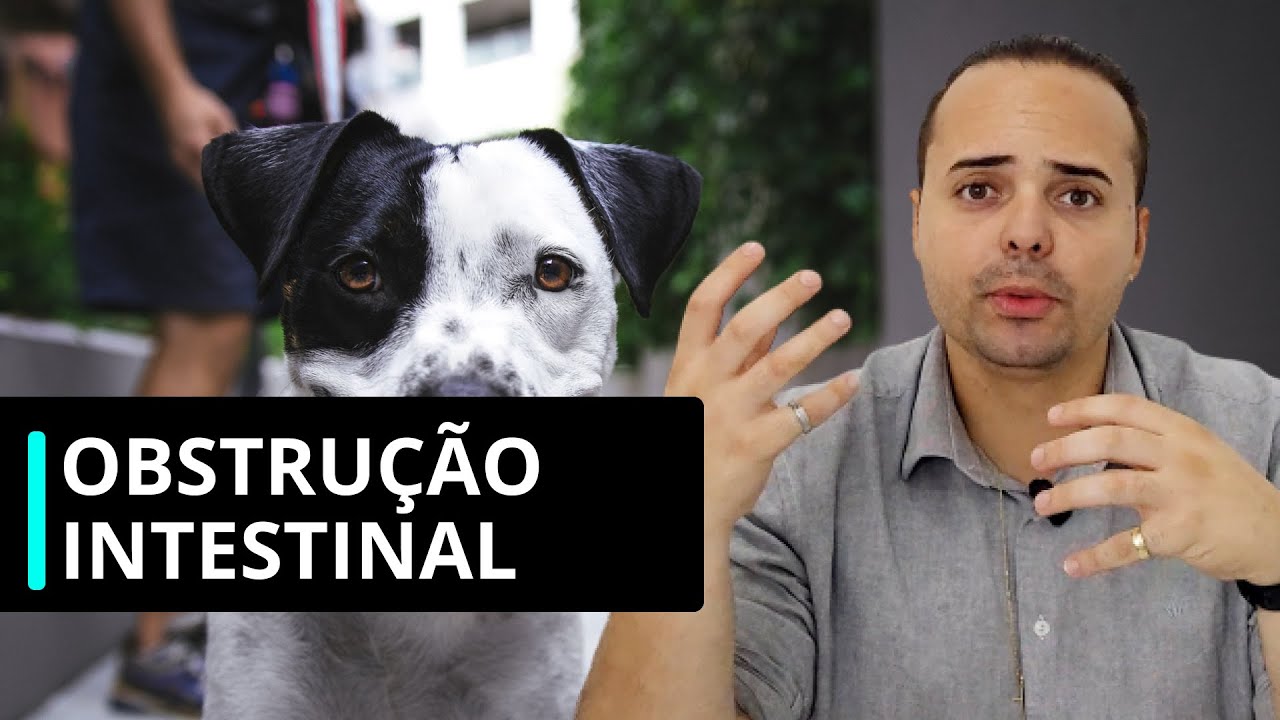 TUDO que você PRECISA SABER sobre OBSTRUÇÃO INTESTINAL - med vet