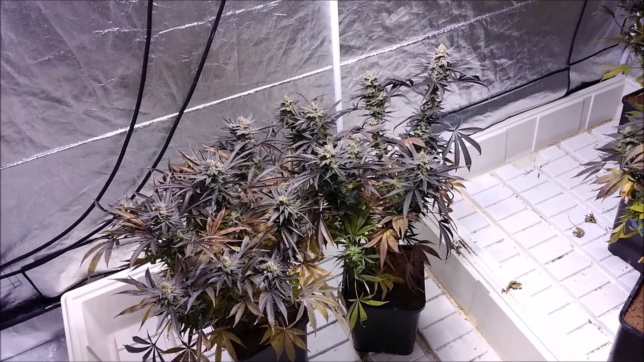Querkle # 1