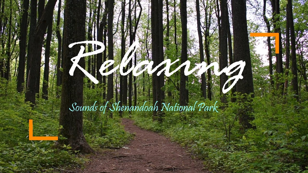 [4 HOURS] Sounds of Shenandoah National Park. Relax | Focus | Study | Meditation