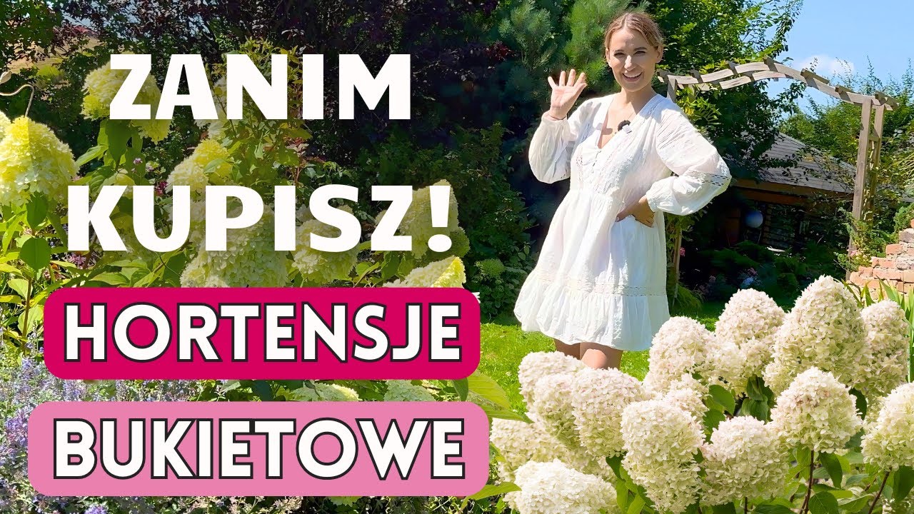 HORTENSJE BUKIETOWE - WADY I ZALETY WYBRANYCH ODMIAN