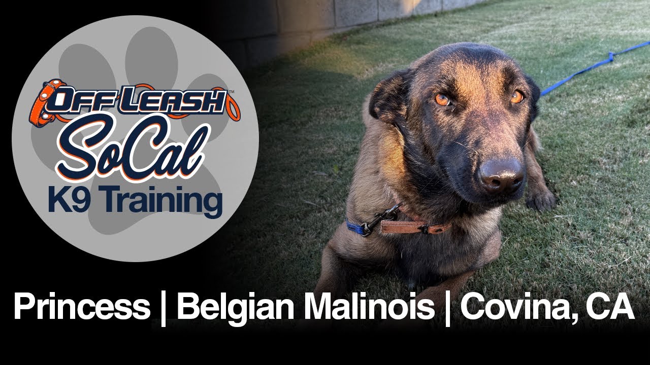 Belgian Malinois Dog Training | Princess | Covina, CA