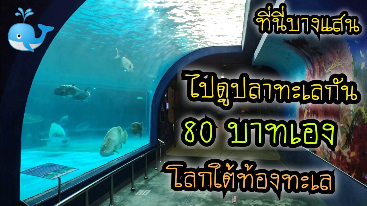 ไปดูปลาทะเลกัน 80 บาทเท่านั้น ตู้ปลายักษ์โลกใต้ทะเล สถาบันวิทยาศาสตร์ทางทะเล ที่นี่บางแสน จ.ชลบุรี