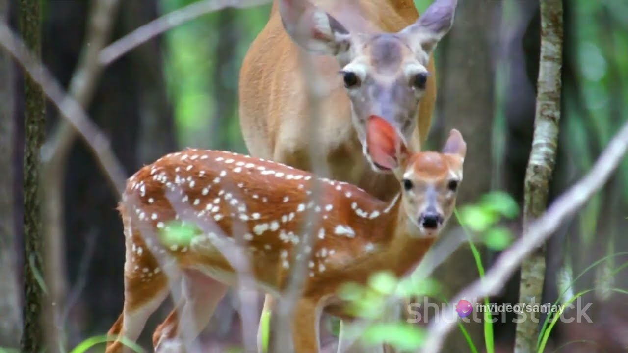 The Life Cycle of a Deer |Nature|Animal