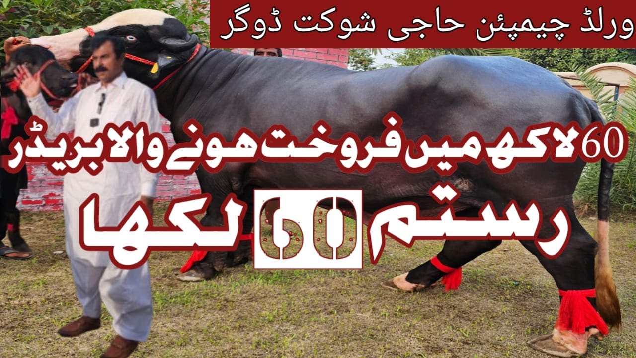 Nilli Ravi Buffalo Bull Rustam Of|Haji Shouket Dogar|sale 60 Lac| Mian Attique Official