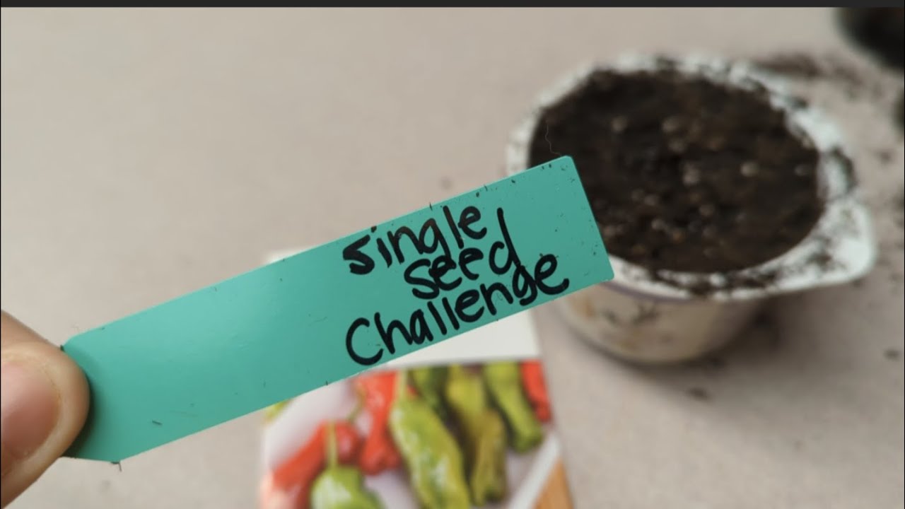 Single Seed Challenge 2023