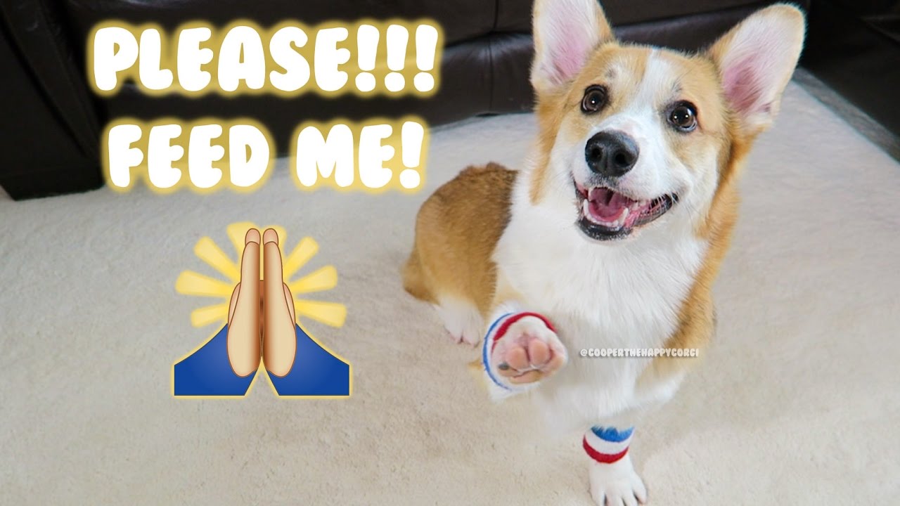 CORGI PUPPY BEGS FOR TREATS - Unboxing Real Pet Food Treats
