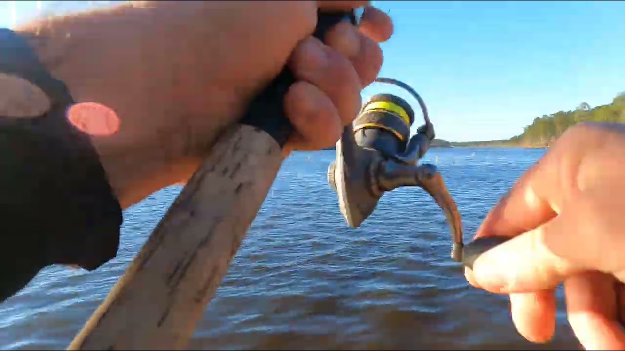 Few bluegill 