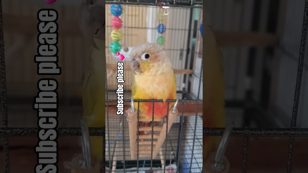 I'm a delight 😊 #cute #funny #birds #family #parrot #conure #love