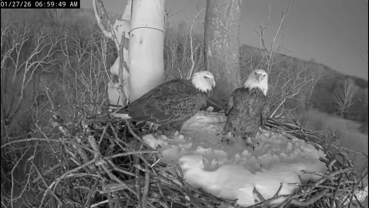 January 27 2026 Mating at BST Followed by a Busy Morning for Bella & Scout at Nest NCTC Bald Eagles