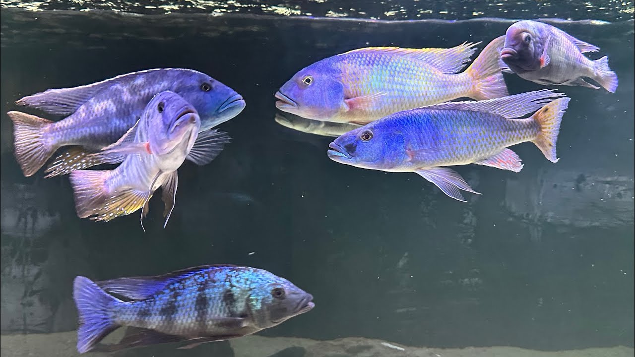 Predator Hap tank update! Big big fish!