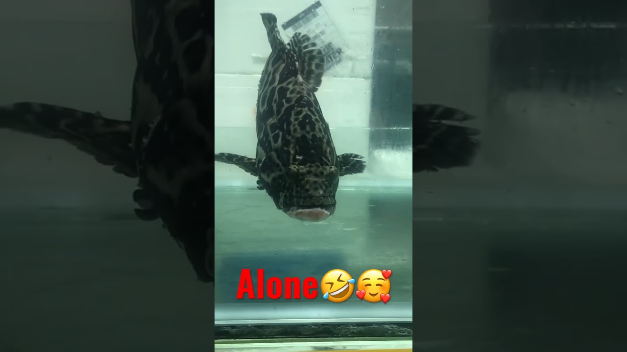 Alon tiger fish#short#fish