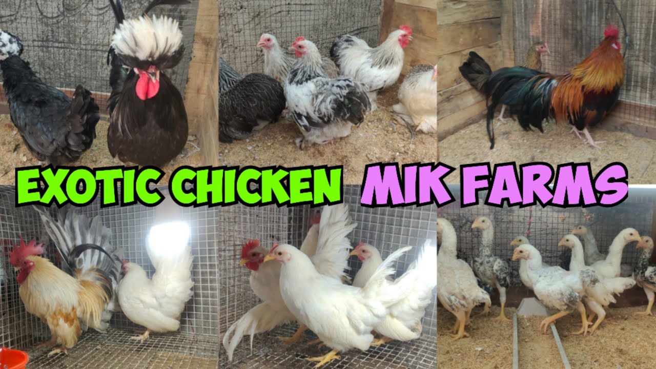 exotic chicken in Hyderabad at MIK farms | exotic birds available in Hyderabad | fancy 🐔