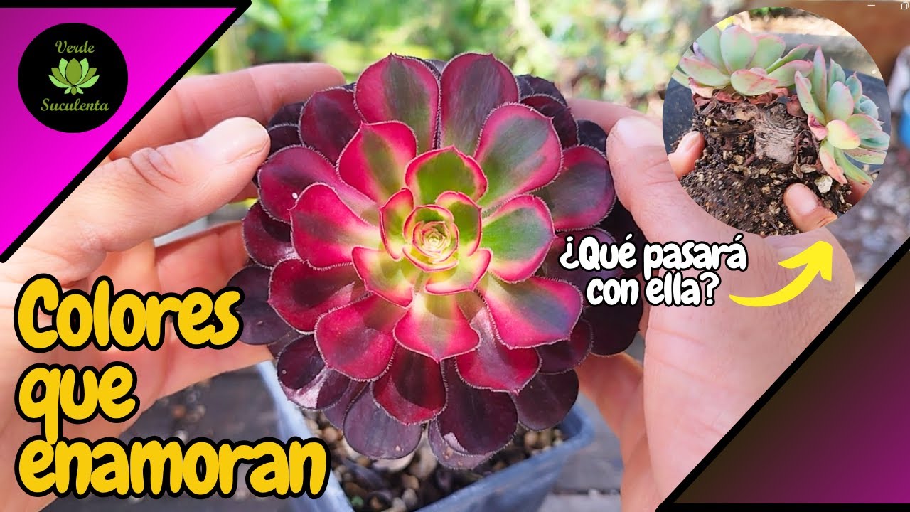 ¿Cuál será el destino de esta Echeveria 