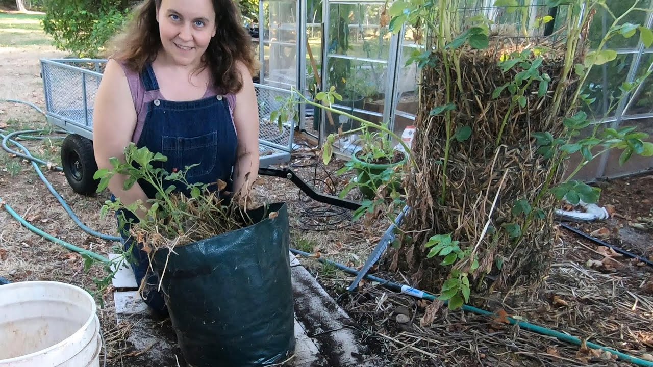 Grow Bags Versus Potato Tower - Results from Potato Tower?