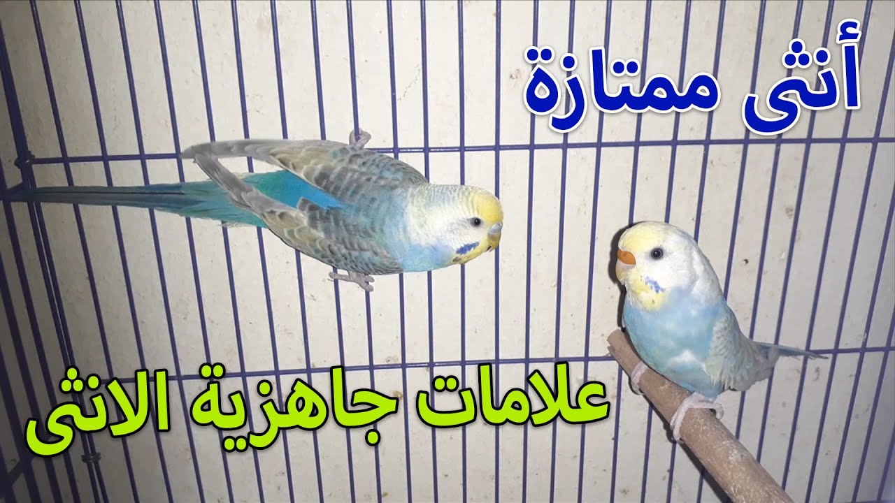 انثى الرينبو طالبة جواز - ارحم انوثتى هههه