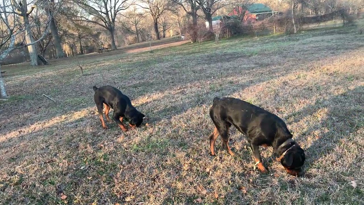 Walking the Property With My Rottweilers at Sunset 