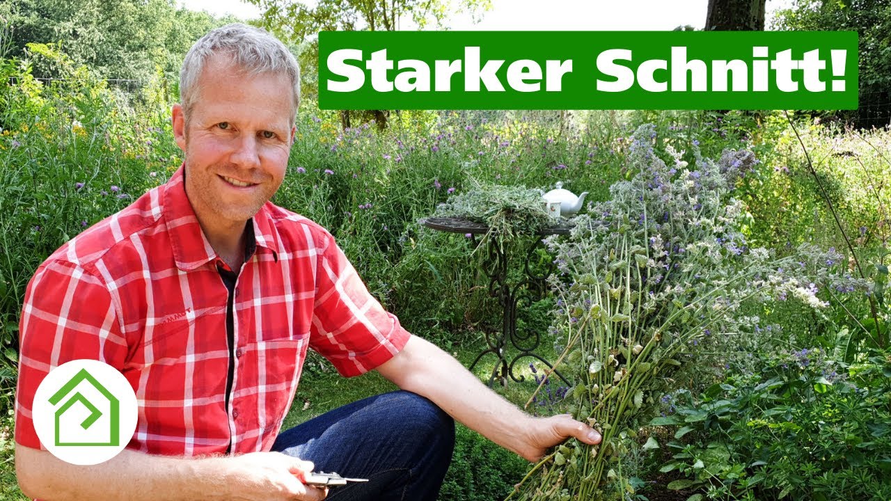 Katzenminze im Sommer schneiden: So fördert ihr eine weitere Blüte!