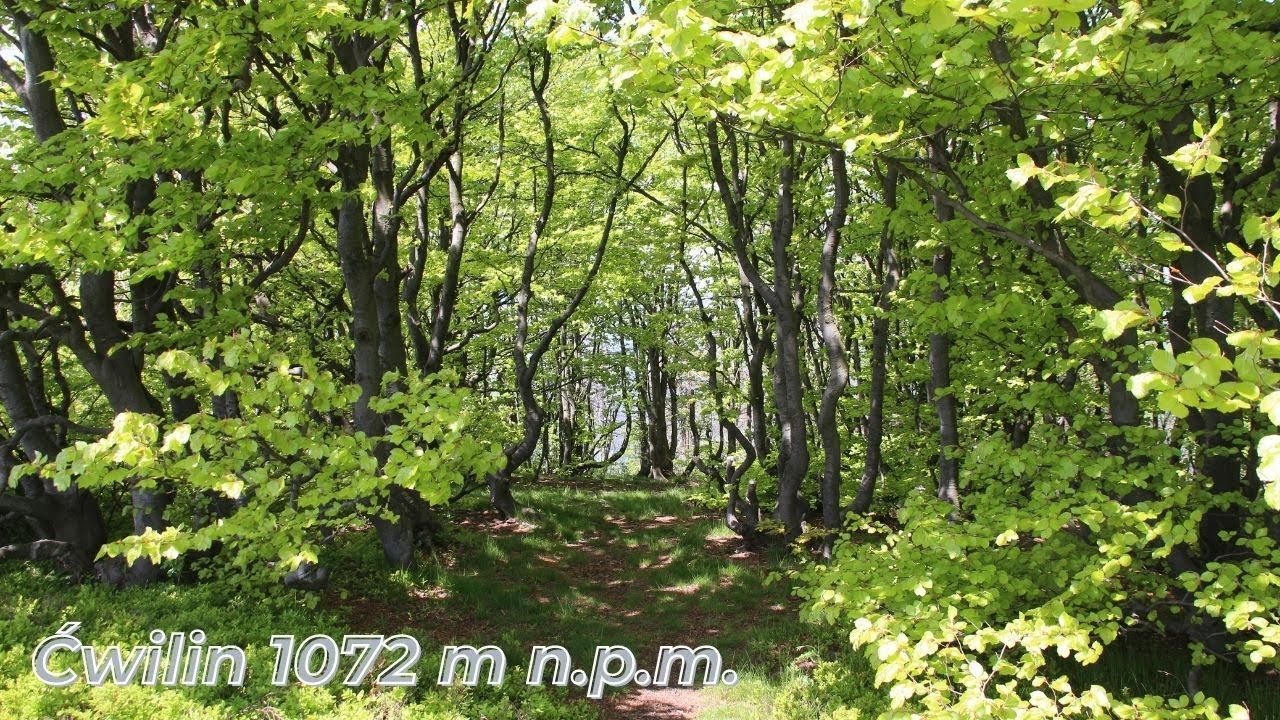 Ćwilin 1072 m n.p.m. - Bocheńska przyroda