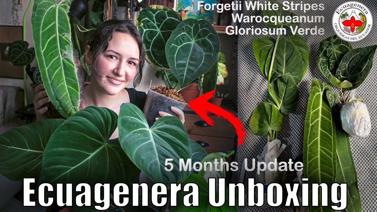 Ecuagenera Import, Unboxing and 5 Months Update