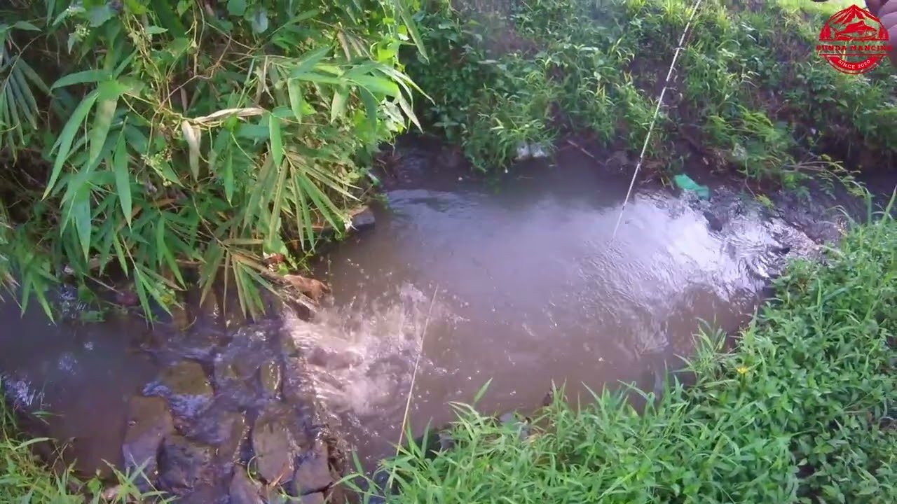 Tak disangka dapat jackpot ikan mas