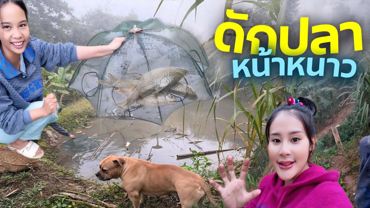 วิถีชีวิตคนดอย ep.934 ดักปลาหน้าหนาวจะรอดมั้ยมาลุ้นกันจ้า