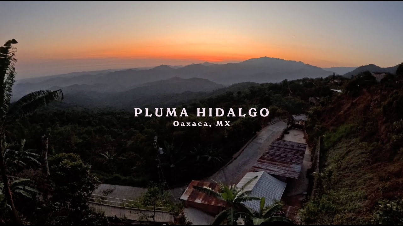 Where Coffee Grows Wild | A tour through the mountain village of Pluma Hidalgo, Oaxaca, Mexico