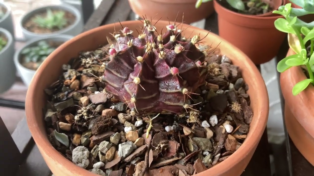 How to degraft a moon cactus