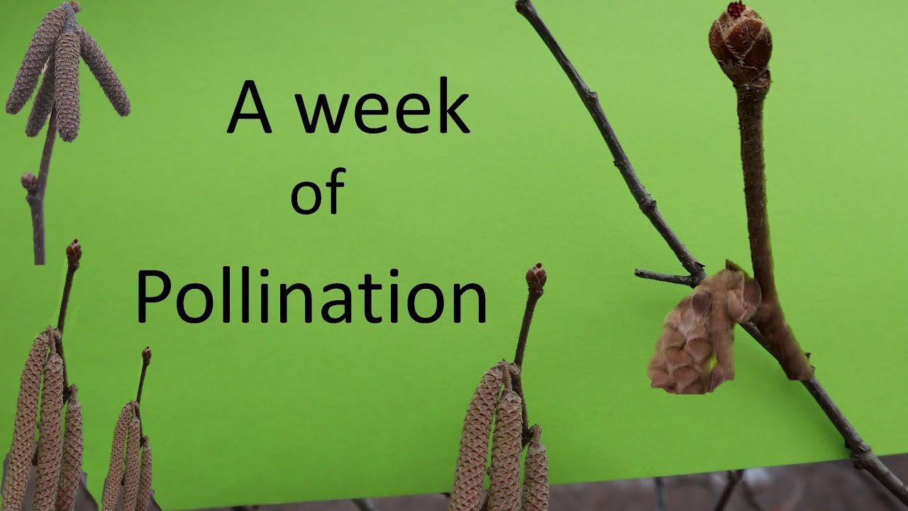 A Week of Hazelnut Pollination