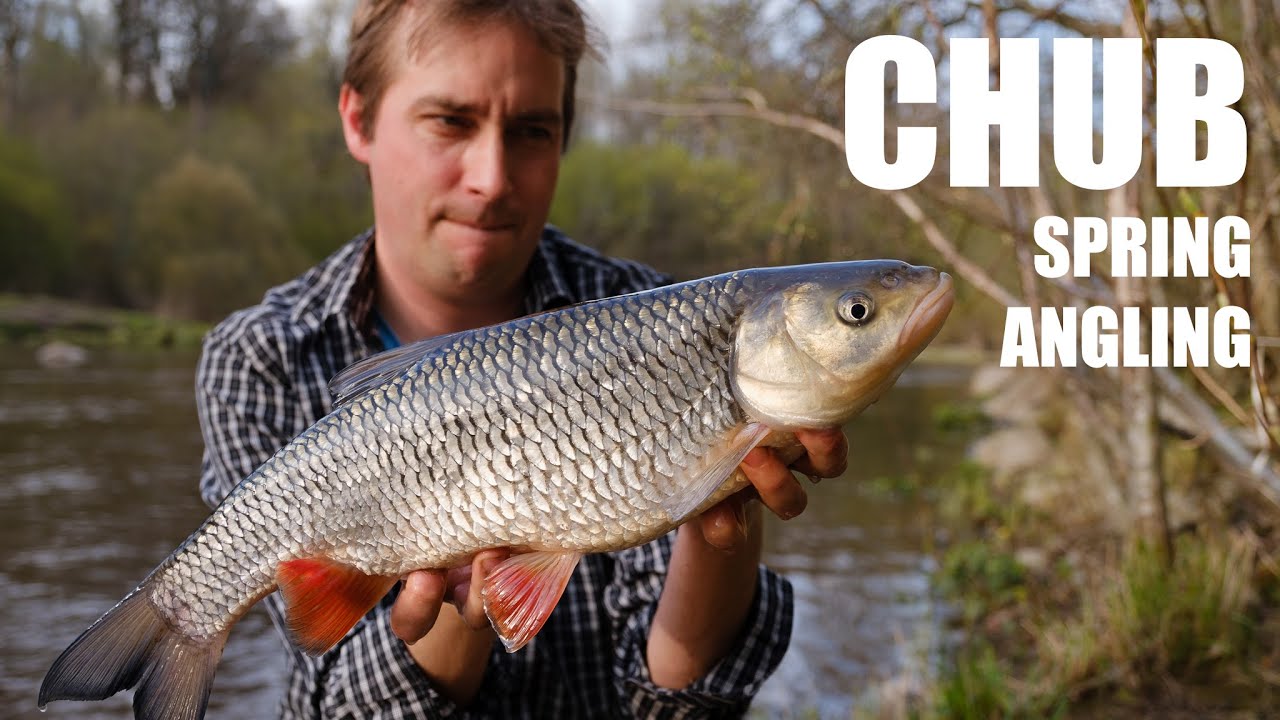 Turvan onginta - suurkala - kevät / Chub angling on spring