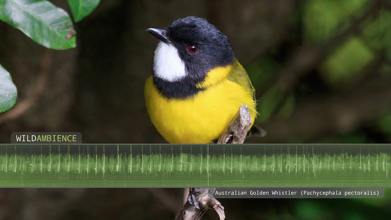 Australian Golden Whistler Song & Calls