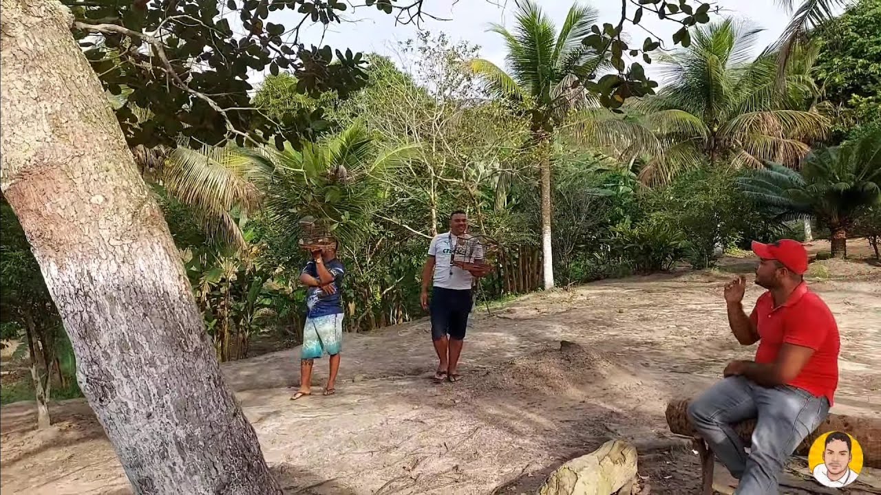 CAMPEADA DE PAPA CAPIM E COLEIRO NO ENGENHO JARDIM, SOLTO VAI EMCIMA DAS GAIOLAS CUIDA