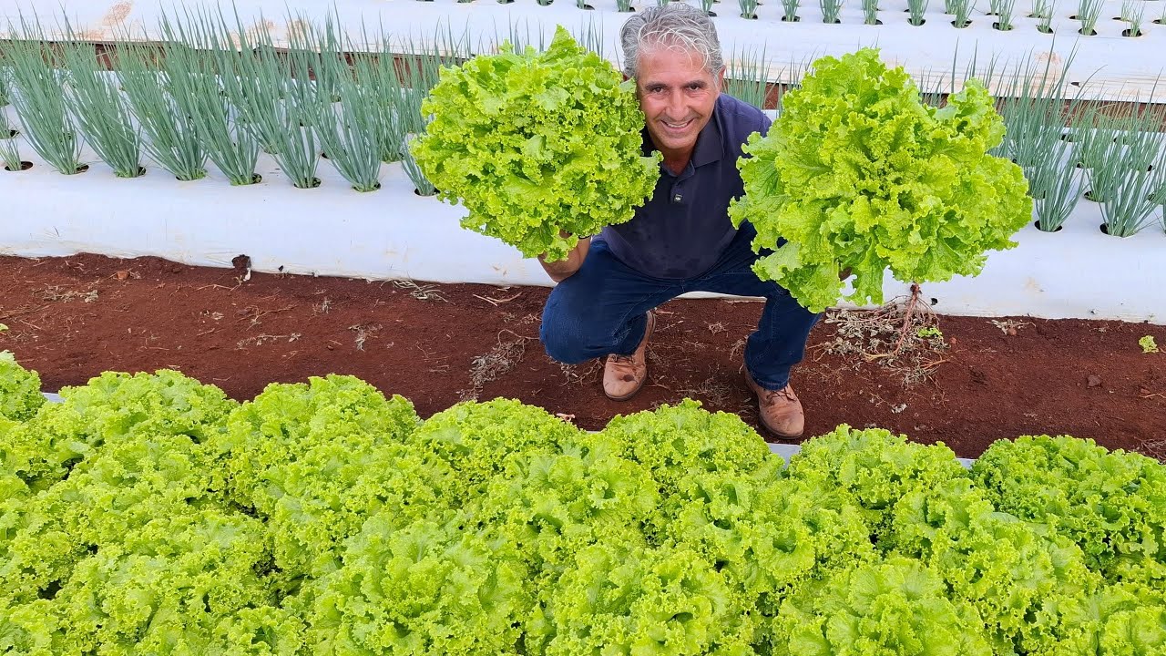 QUANTAS VEZES CULTIVAR ALFACE NO MESMO LOCAL!