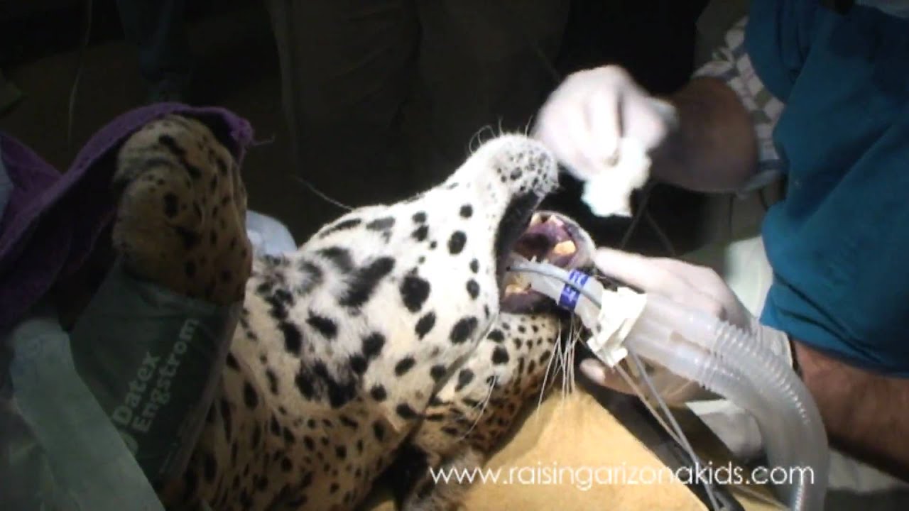 Lucero: The Veterinary Dentist