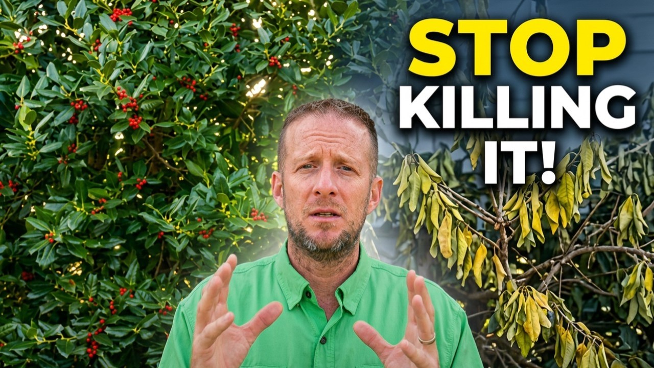 3 Mistakes That Are Destroying Your Nellie R. Stevens Holly (And How to Fix Them)