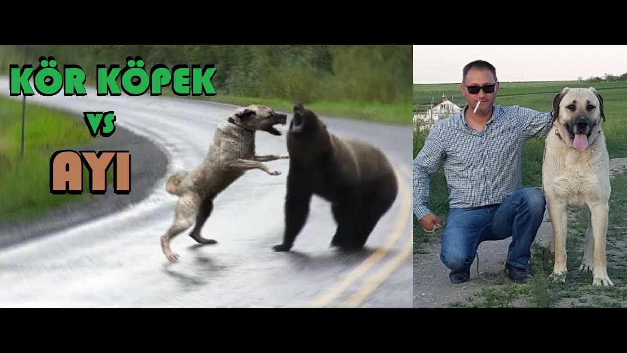 ОЧЕНЬ ЗАБАВНАЯ ИСТОРИЯ ЛЕГЕНДЫ О МЫШЕЧНОМ ТРИГГЕРЕ, КОТОРАЯ ЗАСТАВИЛА АНКАРУ ВСТРЯХНУТЬСЯ :)